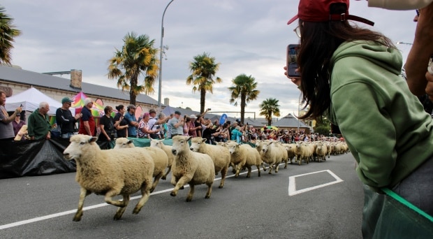 Sheep And Rooks Jack’s shear delight - Business News